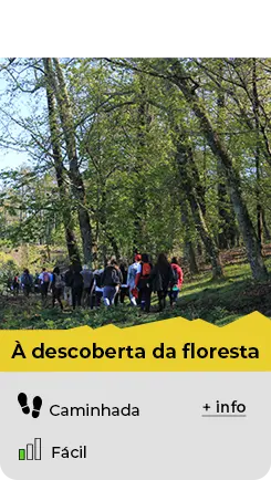 Caminhadas à descoberta da floresta na Serra da Lousã