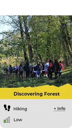 discovering forest activities